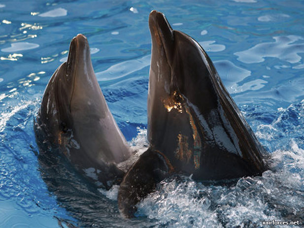 Crimean Military Dolphins to Serve in Russian Navy